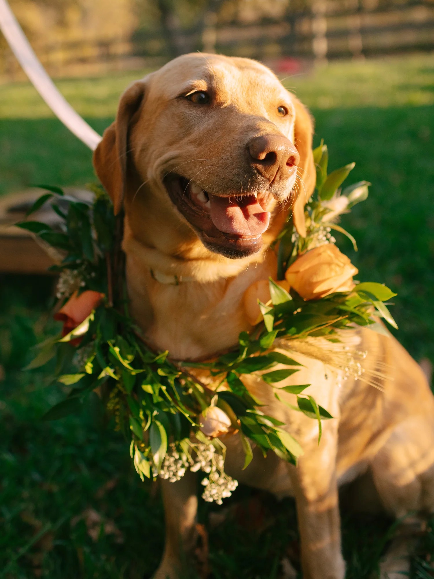Lauren and Adam's flower adorned dog at their wedding